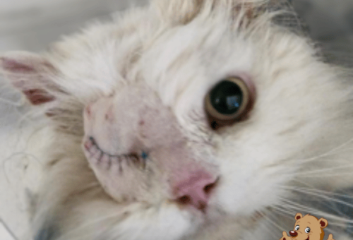 Lifesaving support for persian cats in crisis