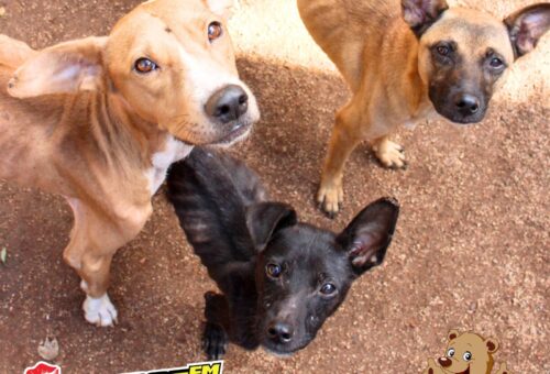 From neglect to nurture: five dogs begin their healing journey
