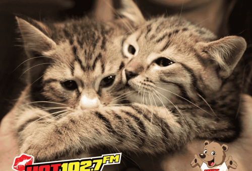 Hot Cares supports Joburg’s feral cat rescue network