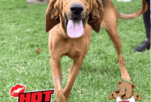 Hot Cares backs the K9 unit on the frontline of wildlife protection in KNP