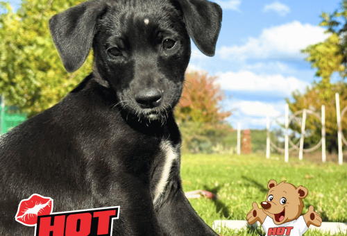 Hot Cares strengthens Vaalpets’ mission to protect vulnerable animals