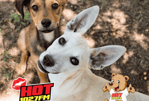 Comic Con opportunity opens new doors for A New Hope Dog Rescue