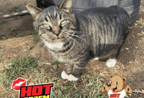 Hot Cares helps give 65 abandoned cats a second chance